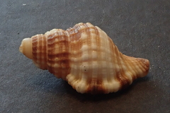 Monoplex pilearis