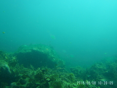 Mycteroperca rosacea