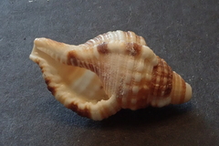 Monoplex pilearis