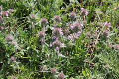 Thymus markhotensis