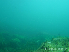 Mycteroperca rosacea