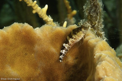 Malacoctenus triangulatus