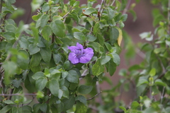 Ruellia californica peninsularis