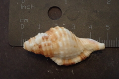 Monoplex pilearis