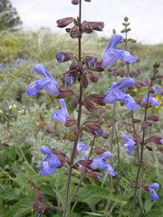 Salvia ringens