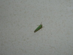 Syncharina argentina