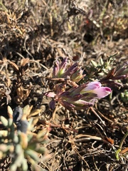Chloropyron maritimum palustre