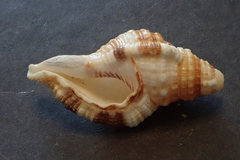 Monoplex pilearis
