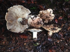 Tricholoma manzanitae