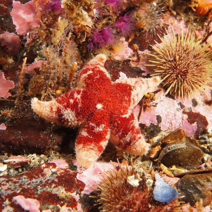Leptasterias ochotensis