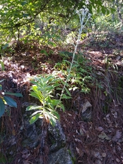 Pseudognaphalium elegans