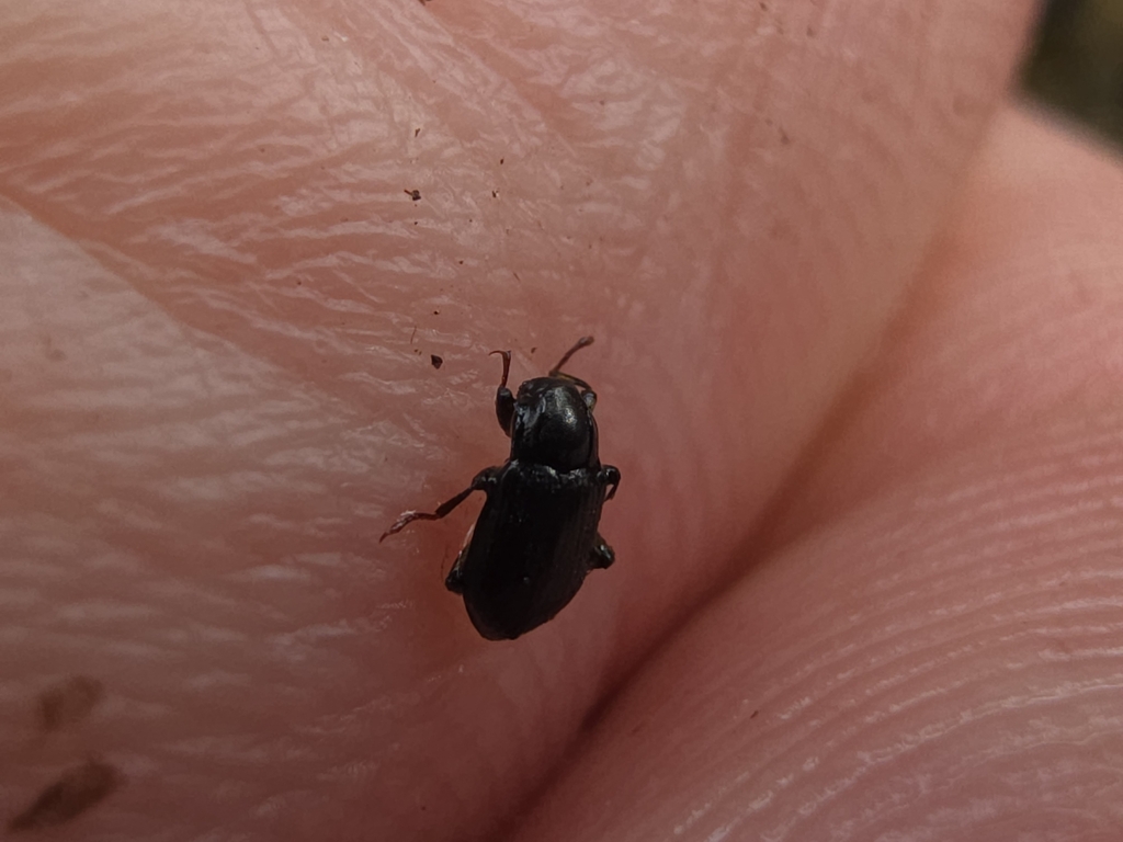 Limnius volckmari