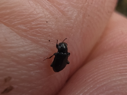 Limnius volckmari
