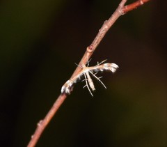 Dejongia californicus