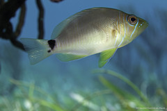 Hypoplectrus unicolor