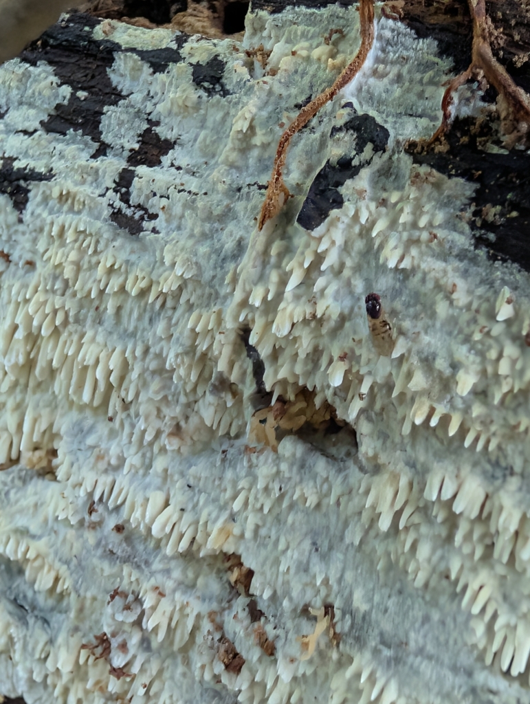 Phlebia setulosa