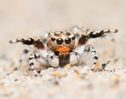 Fine-fringed Ornamented Jumping Spider