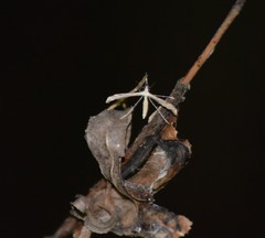 Lioptilodes albistriolatus