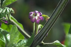 © Danilo Santos, some rights reserved (CC-BY-NC)