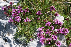 Thymus caucasicus