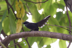 Rhipidura albicollis