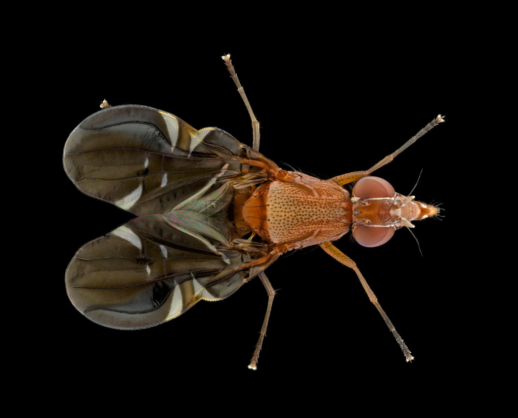 Winged Fly Common Picture-winged Fly in September 2025 by Ben Gruver · iNaturalist