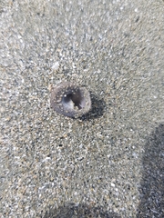 Coelotrochus tiaratus