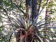 Tillandsia carlsoniae