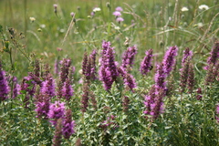 Thymus pulchellus