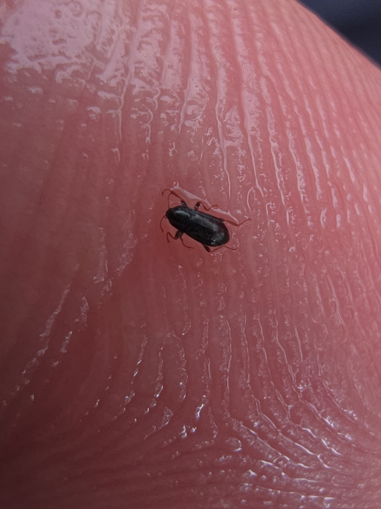 Esolus parallelepipedus