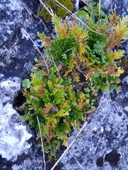 Selaginella lepidophylla
