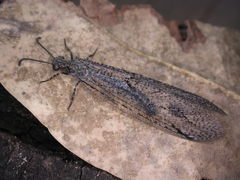 Glenoleon meteoricus