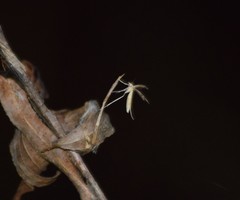 Lioptilodes albistriolatus