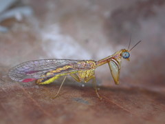 Campion tenuistrigus