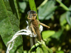 Coryacris angustipennis