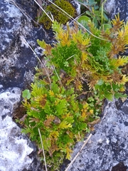 Selaginella lepidophylla