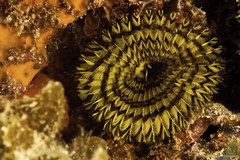 Notaulax occidentalis