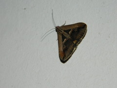 Melipotis bisinuata