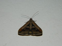 Melipotis bisinuata