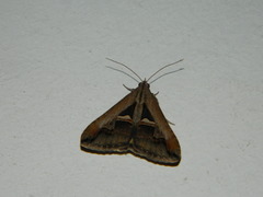 Melipotis bisinuata