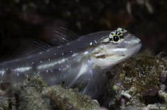 Coryphopterus glaucofraenum