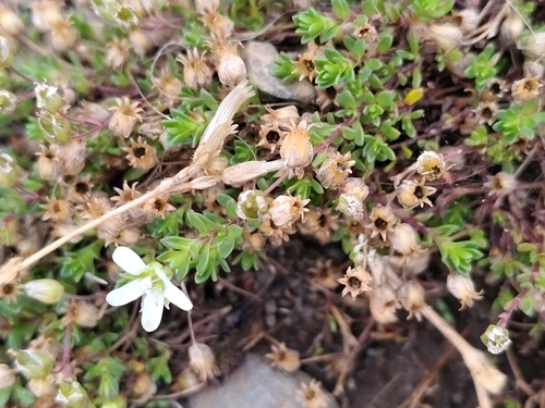 Norwegian Sandwort (Arenaria norvegica)