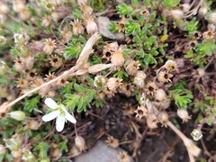 Arenaria norvegica