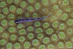 Elacatinus prochilos