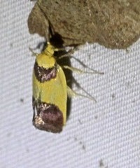 Crepidosceles exanthema