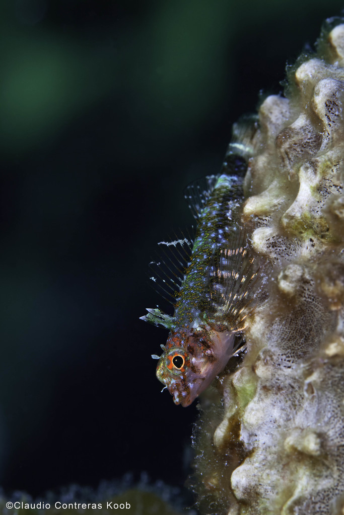 Roughhead Triplefin