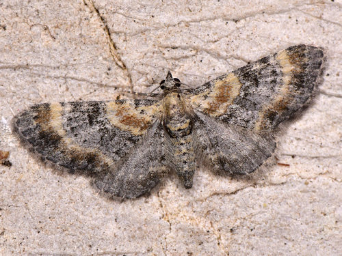 Toadflax Pug, photo 3 of 10