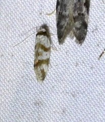 Isomoralla gephyrota