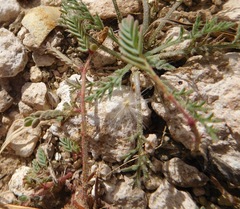 Hoffmannseggia glauca