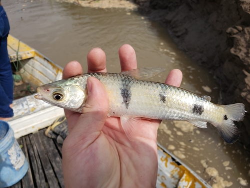 Characin (Schizodon fasciatus) — Anostomidae — 5